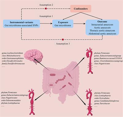 Causal association between gut microbiomes and different types of aneurysms: a Mendelian randomization study